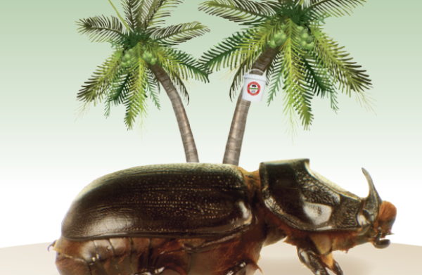 Oryctès rhinocéros